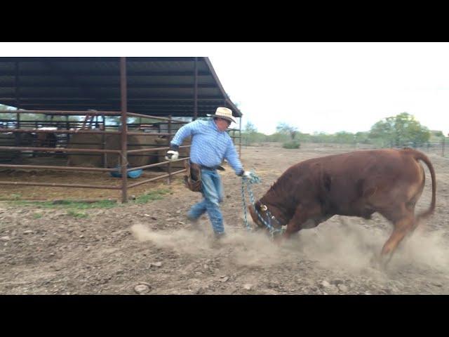 Toros BeefMaster En Rancho La Reserva