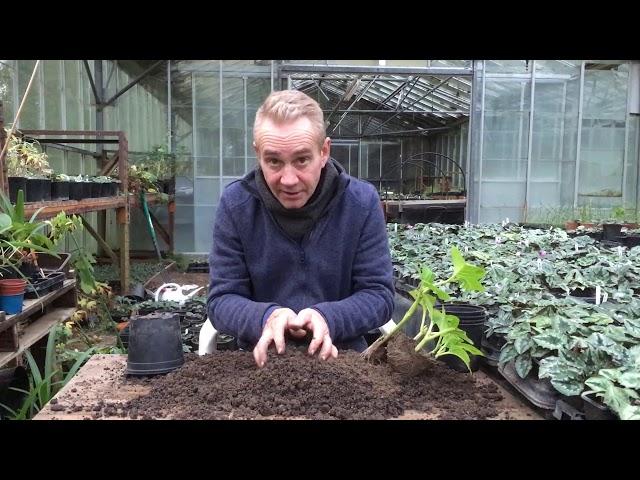 How to pot on your hydrangeas cuttings at stinky ditch nursery Nov’19