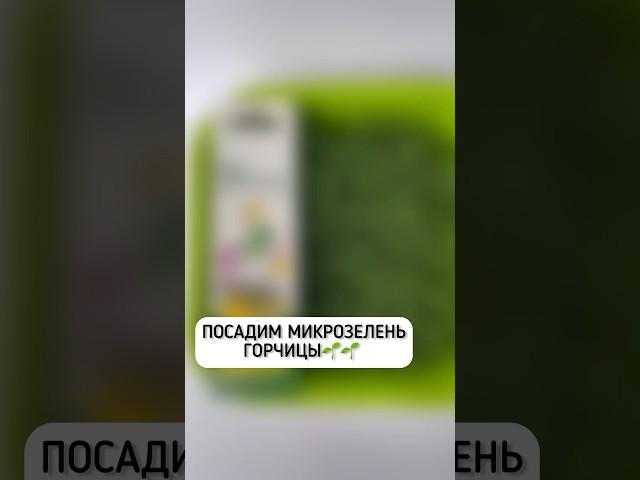 Как посадить семена #микрозеленьгорчицы в проращиватель от «Здоровья КЛАД». Доступно на WB|Ozon