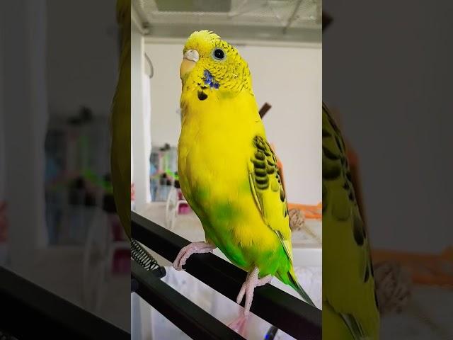 外の鳥さんと一生懸命交信するインコたち#セキセイインコ #shorts
