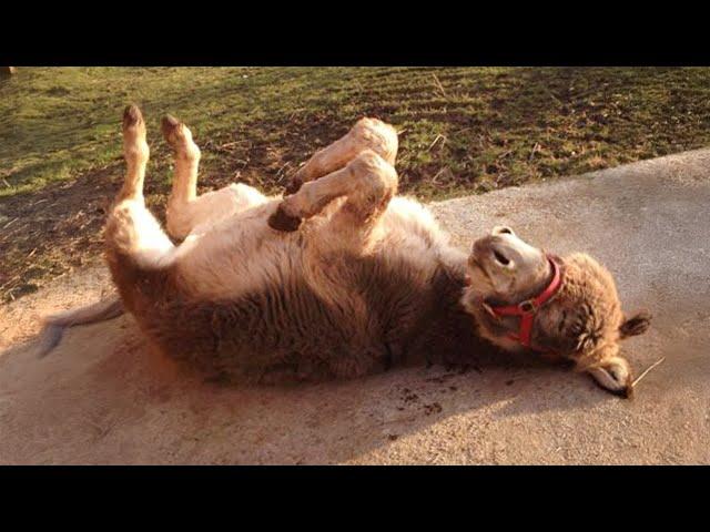 Funniest ANIMAL Videos 2024 will make you LAUGH SO HARD 