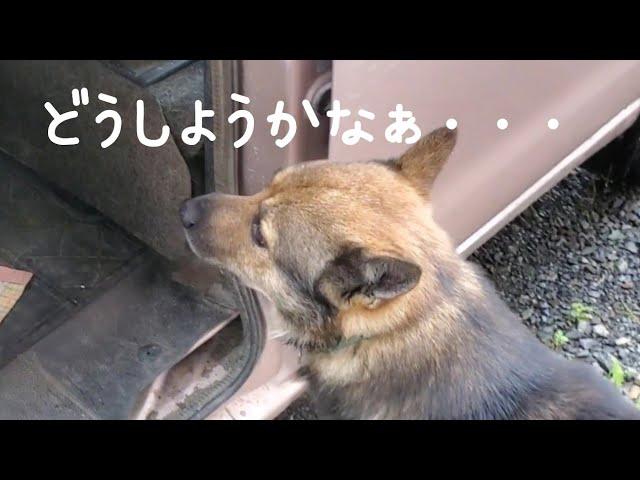 ミメ＆シーバが車に乗った後の大雪の行動(9/17撮影)