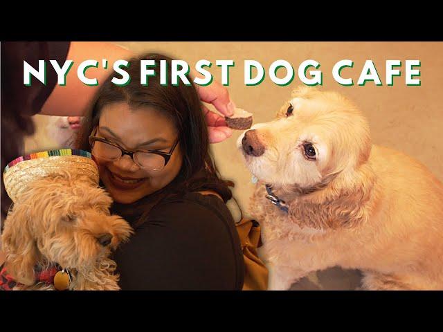 A Look Inside NYC's FIRST Dog Cafe | Tastemade Travel