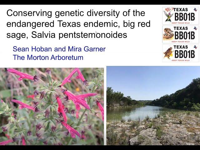 Wildlife Diversity Webinar | Conserving Genetic Diversity of the Big Red Sage