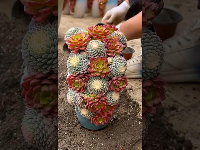 Stunning Succulent Arrangement & Plant Garden Ideas