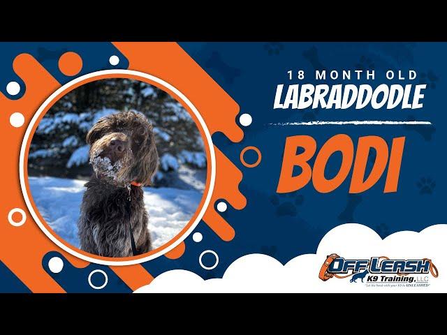 Labradoodle Training Roanoke | Labradoodle Dog Training Video