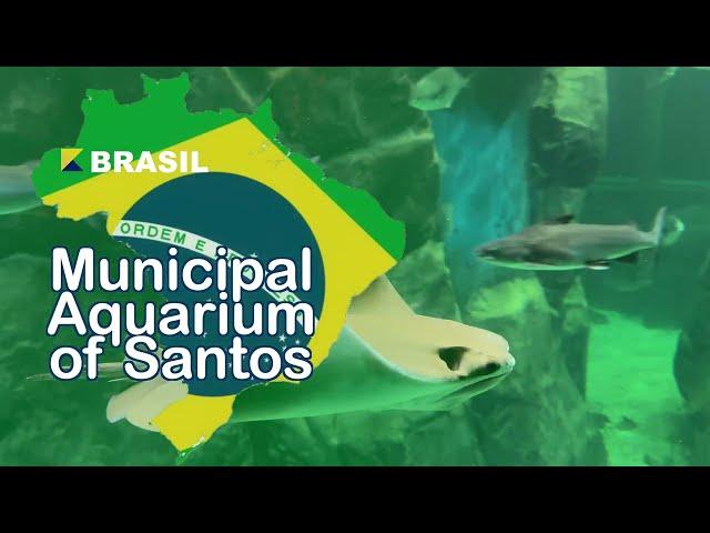 A Short Visit at the Oldest Aquarium in BRAZIL  - Municipal Aquarium of Santos |