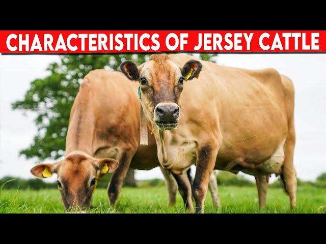 ⭕PRODUCTIVE CHARACTERISTICS OF JERSEY CATTLE   Dairy Cows