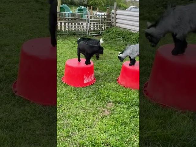 How to entertain the kids, give them 2 tubs.     Pollyanna Pygmy Goats