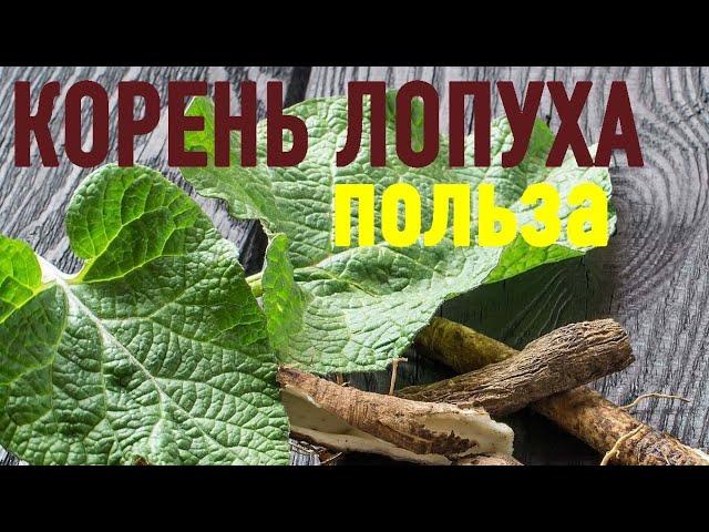 КОРЕНЬ ЛОПУХА. Неимоверная польза известного продукта.