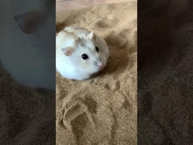 Hamster rolling in the sand #shorts #hamsters #pets