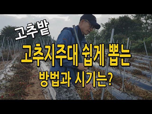 고추지주대 쉽게 뽑는 방법 시기는? 고추지지대 뽑기 고추밭 정리