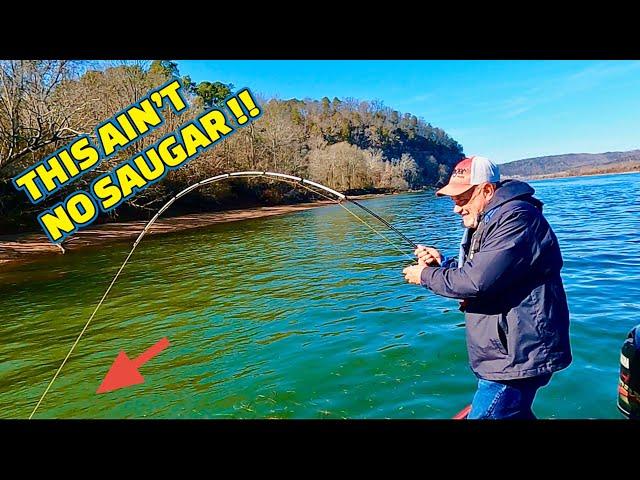 SURPRISE CATCH trying to CATCH A SAUGER !!