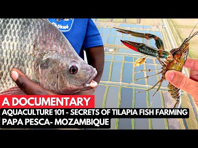 Documentary: Aquaculture 101- Discovering the Secrets of the Papa Pesca Tilapia Oasis in Mozambique