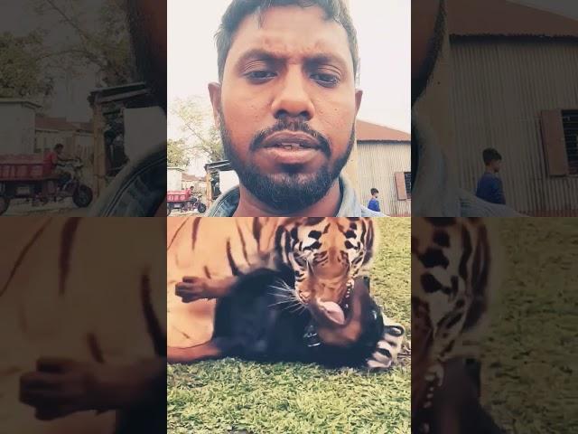 Tigers Friendship with Dog | Nouman Hassan |#tiger