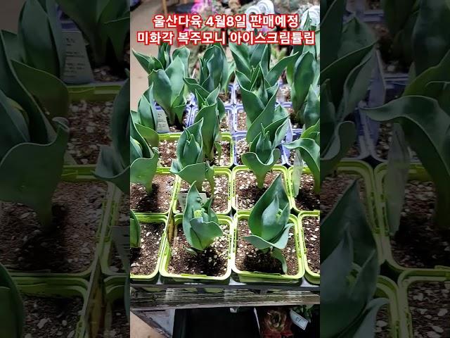 울산다육 4월8일 화요일 판매방송 진행합니다 #울산다육 #succulent #선인장 #plants #국민다육 #다육이 #cactus #유튜브 #라이브 #판매방송
