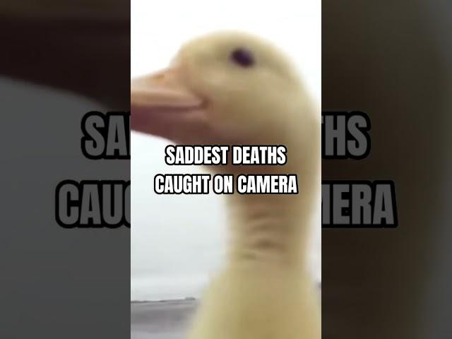 Saddest Deaths Caught On Camera  #sad #krunker #death