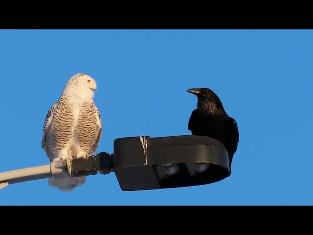 Snowy Owl and Raven