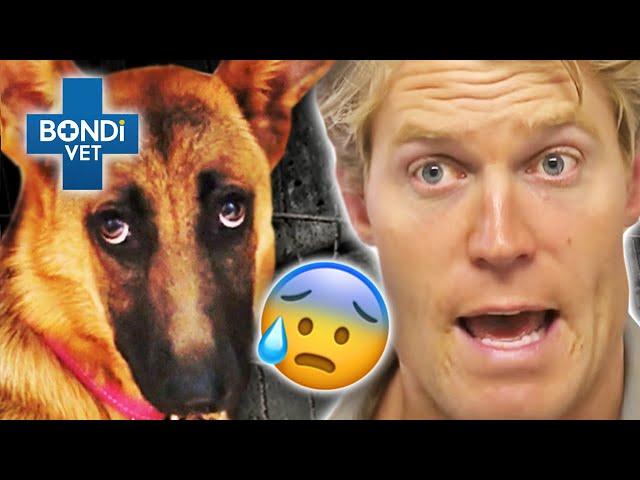 Facing Fears! - Most Terrifying Cases  | Bondi Vet Compilation | Bondi Vet