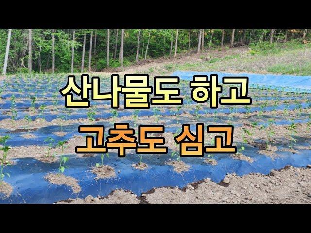 Pick vegetables and plant peppers