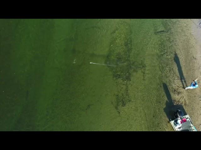 Taimen fly-fishing. Drone footage of taimen refusing flies on Munikan river