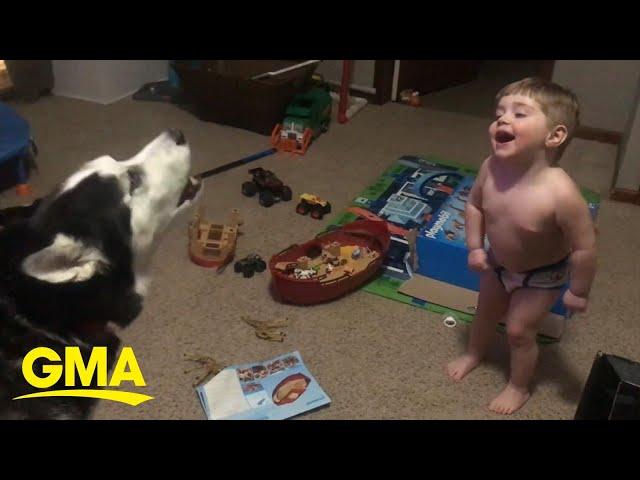 Toddler laughs as he and husky howl together l GMA Digital