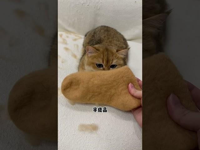 【牛奶是只猫】用我家猫咪毛做了双袜子，穿上真的好舒服呀 #猫咪的迷惑行为