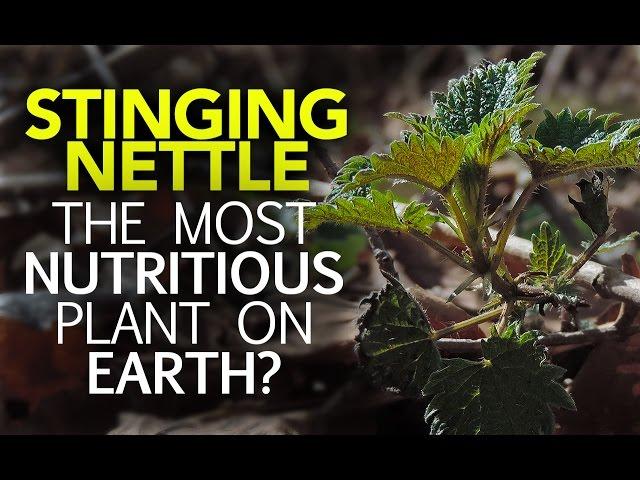 Stinging Nettle — The Most Nutritious Plant On Earth?