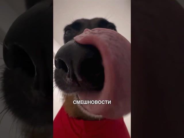 Смешновости 47 - для самого хорошего дня  #истории #история #новости #новость #shorts