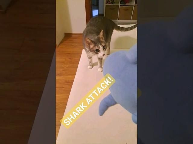 shark attack caught on camera #cats #shark #vet #veterinary #life #cute