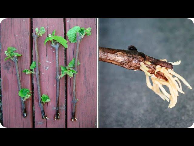 Easiest way to grow grape vines from cuttings fast and easy | rooting grape vine propagation