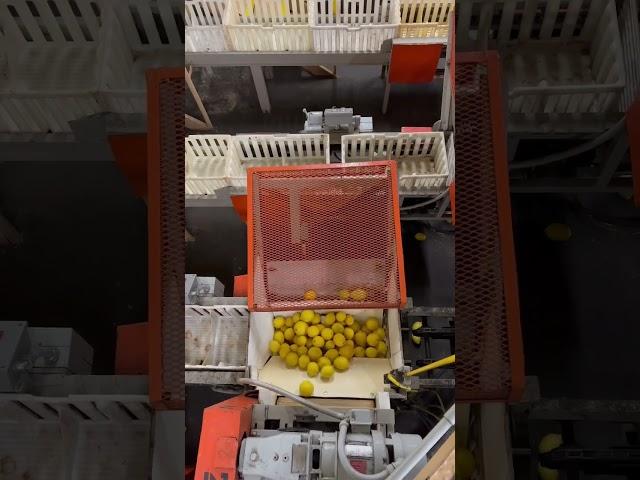 Lemon storage tote filler
