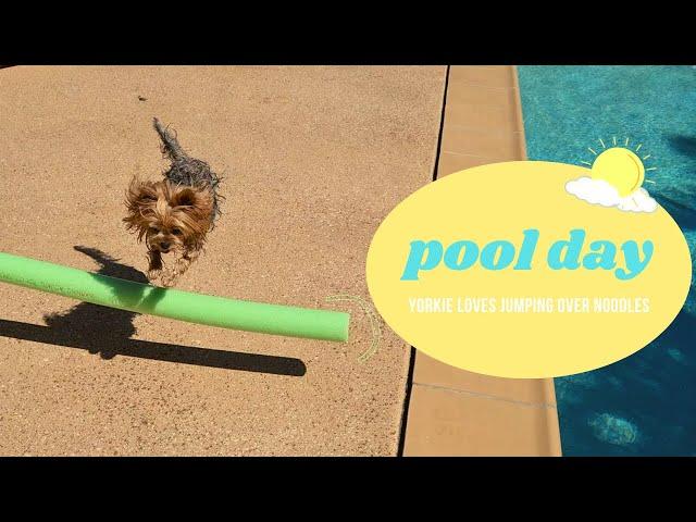 My dog loves swimming & jumping noodles | Yorkie Dog