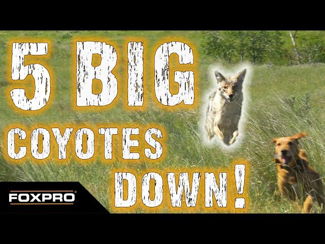 These Coyotes are BIG! - Coyote Hunting