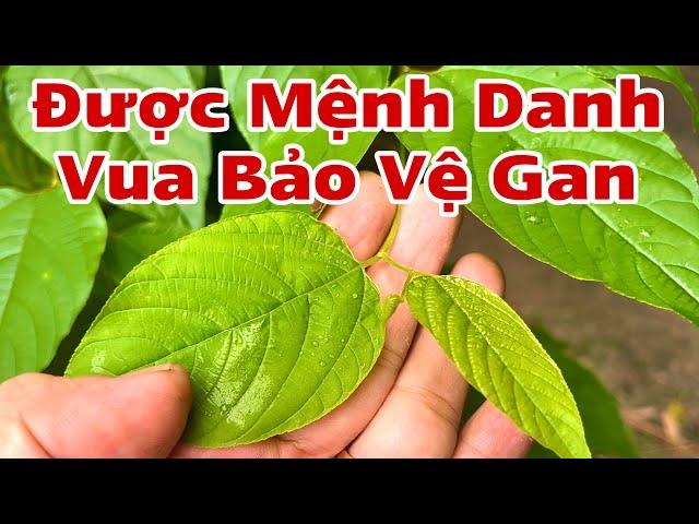 Cây này được mệnh danh là Vua bảo vệ Gan. PHAN HẢI Channel