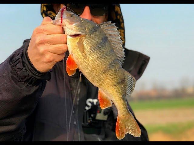 3,2,1 SI VA A PESCA !!! Blood Teez by Westin Fishing