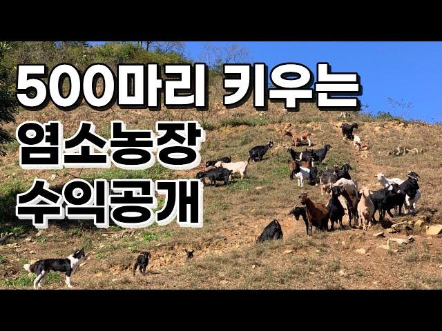 500마리 염소농장 수익 대공개  염소사육 10년차, 드디어 흑자라니! 이것이야말로 적.자.생.존.