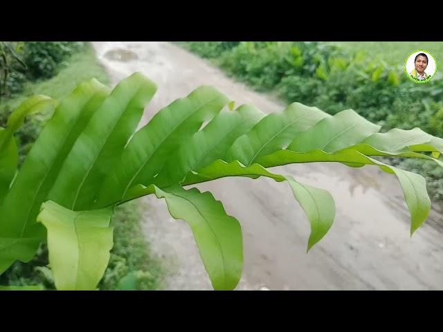 ফার্ণ, বাস্কেট ফার্ণ, Aglaomorpha fortunei, Basket Fern