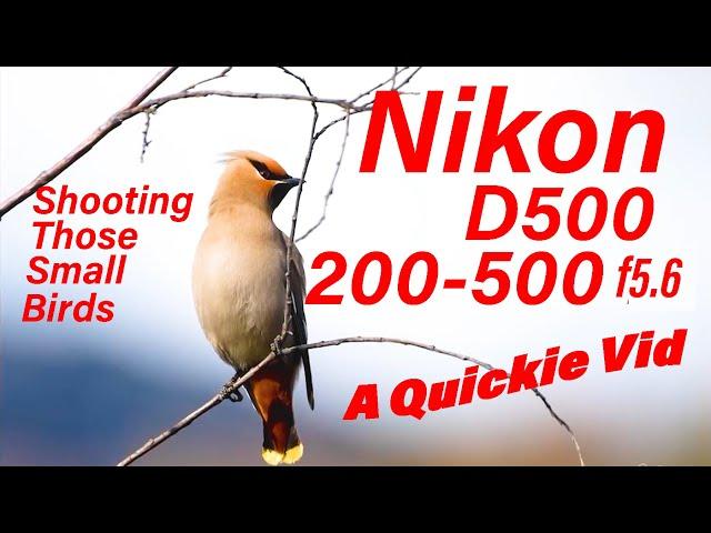 Wild Bird Photography - The Nikon D500, paired with the 200-500 f5.6 lens, does real good