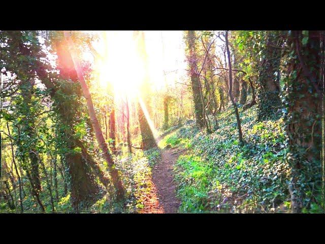 NEW Magic/psilocybin mushroom trip simulation (POV)