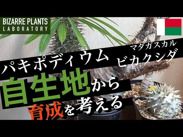 【パキポディウム・ビカクシダ】アフリカ・マダガスカルの自生地の話