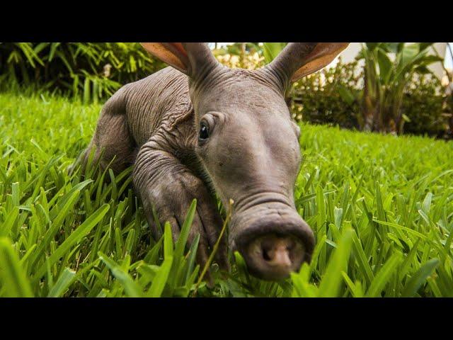 aardvark | Aardvark Interesting Facts and Features | ant and the aardvark