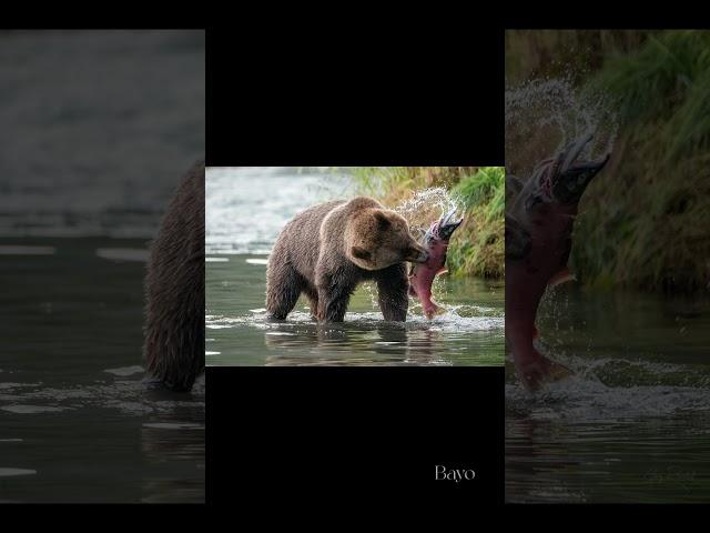 Grizzly bear#wildlife