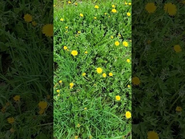 Alaska back yard, things are growing FAST!