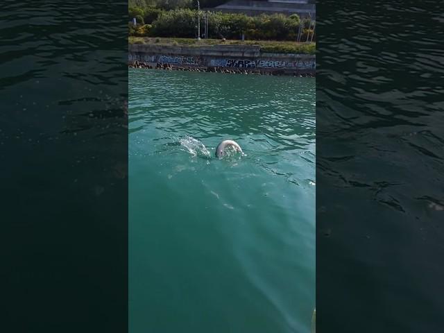 Никогда не видел такой рыбы! Рыбалка на чёрном море, рыбалка в Сочи. Смертельно опасная рыба!