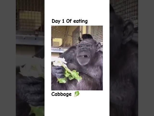 Day 1 @Dailymonkey-p6l #monkey #cabbage #memesdaily