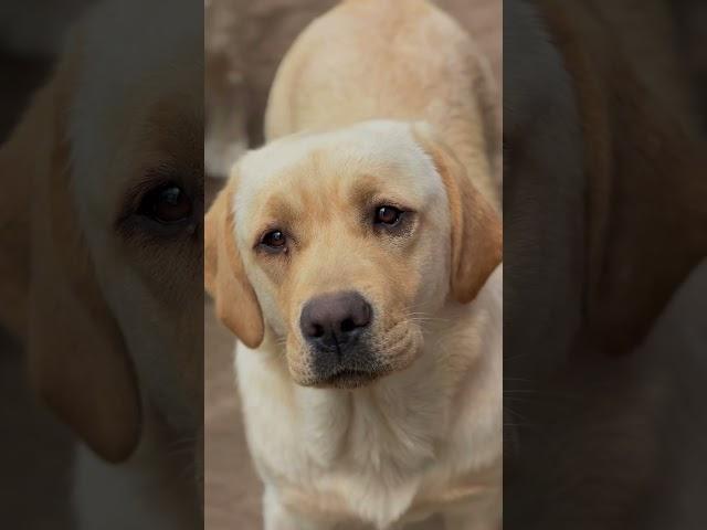 Чинзана  #лабрадор #labrador #суперсобака #puppy #labradorretriever #щеноклабрадора #cute