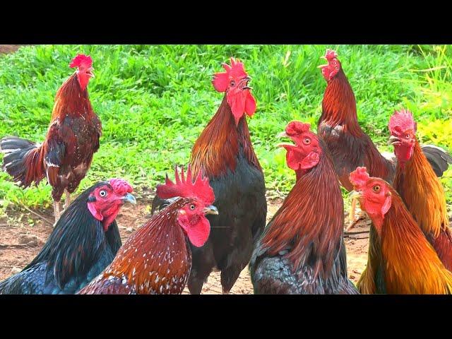 Tập Hợp Những Con Gà Khác Nhau Gáy/ Set of Different Chickens Crows/ Tung Vlog