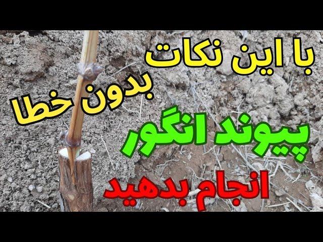 پیوند انگور بدون خطا _ آموزش پیوند اسکنه انگور با توضیح نکات بسیار مهم برای افزایش گیرایی پیوند