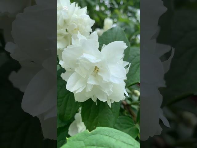 Цветет махровый чубушник Юннат. 17.06.25